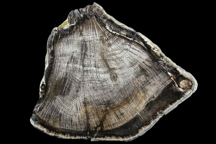Polished Petrified Wood (Oak) Slab - Oregon #68055